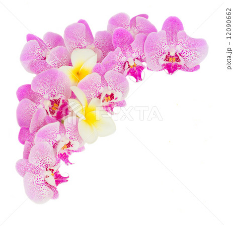 pile  of tropical flowers 12090662