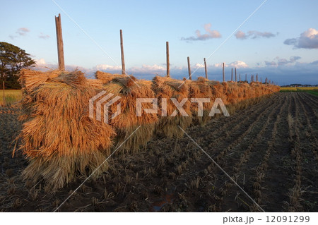 稲穂の杭掛け 12091299