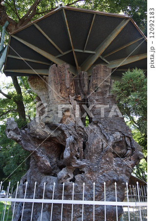 伊和神社（いわじんじゃ）の欅 12092183