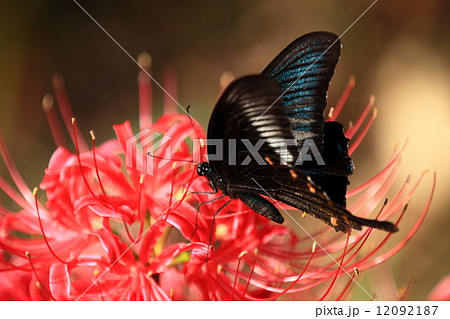 アゲハ-2014-2 12092187