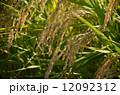 稲穂 12092312