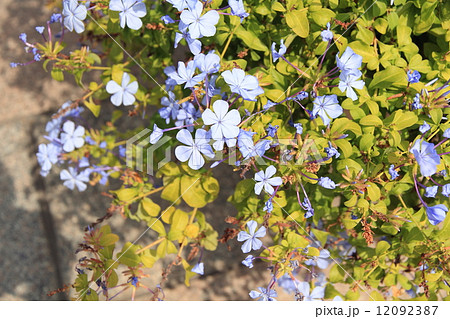 ルリマツリの花 12092387