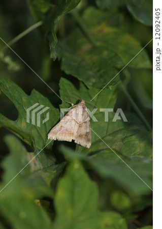 フタスジツヅリガ０１ 12092405