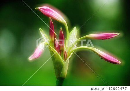 アマクリナム 12092477