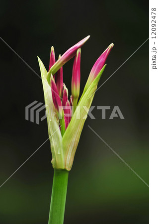 アマクリナム 12092478