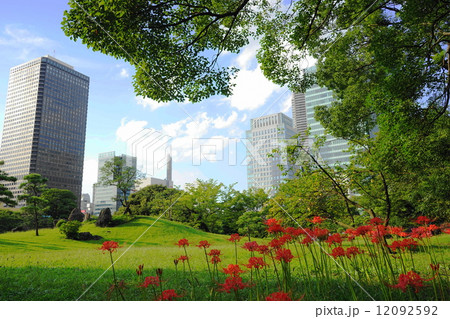 9月都市の風景・街並み485浜離宮のヒガンバナ 12092592