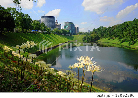 9月都市の風景・街並み491皇居シロバナマンジュシャゲ 9月都市の風景・街並み491皇居シロバナマンジュシャゲ 12092596