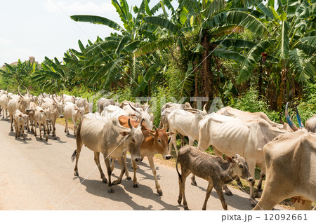 インド 牛の放牧 ハンピ 遊牧 インド 牛の放牧 ハンピ 遊牧 12092661