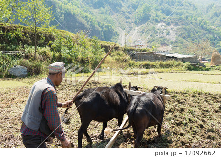 ネパール ポカラの農作業 牛で田おこし ネパール ポカラの農作業 牛で田おこし 12092662