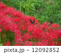 彼岸花 12092852