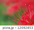 彼岸花 12092853