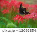 彼岸花 12092854