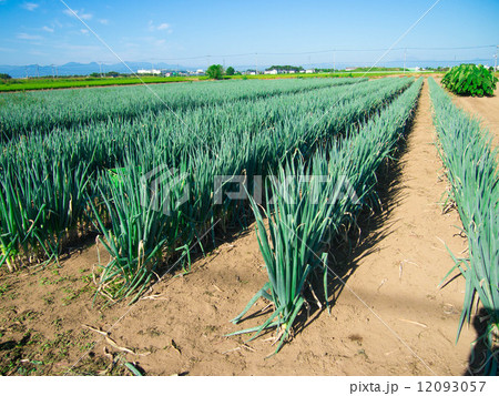 ネギ畑 ネギ畑 12093057