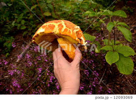 アカヤマドリ アカヤマドリ 12093069