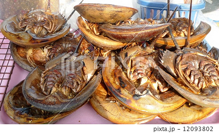 カブトガニ 12093802