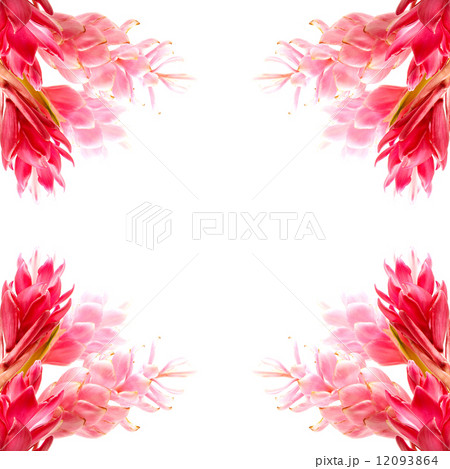 Ginger flower 12093864