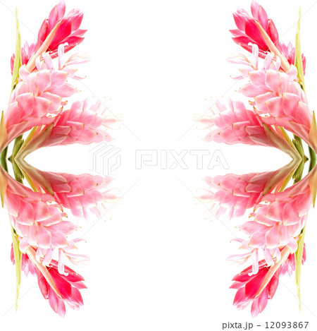 Ginger flower Ginger flower 12093867