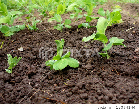 peas growing in planting bed  12094144