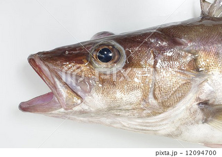 アラ（魚）　頭部 12094700