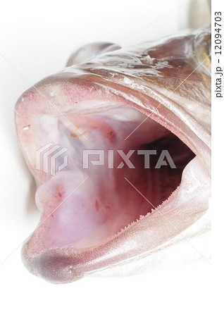アラ（魚）　口吻部 12094703