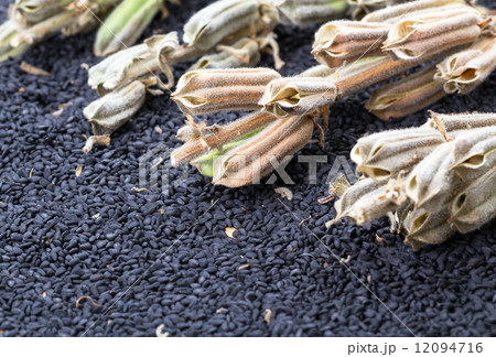 Sesame seed and plant 12094716