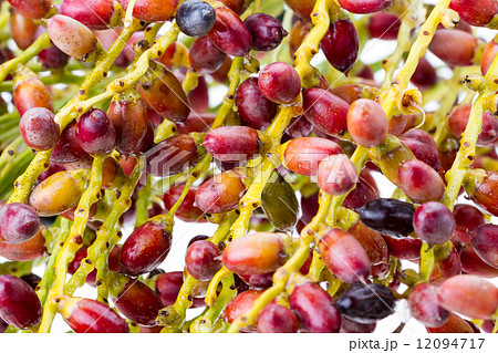 closed up of Palm seed bunch - riped closed up of Palm seed bunch - riped 12094717
