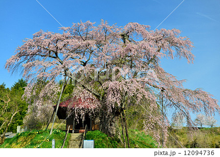 福島の桜 福島の桜 12094736
