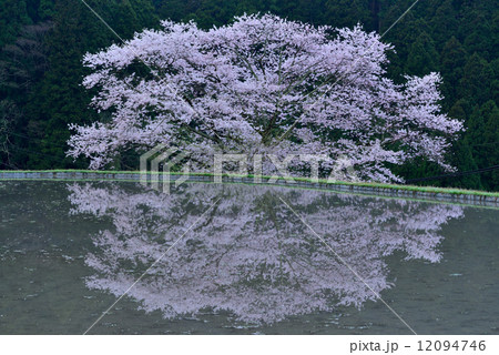 諸木野の桜 12094746
