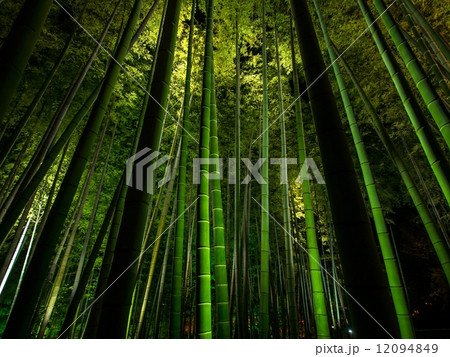 高台寺の竹林ライトアップ 高台寺の竹林ライトアップ 12094849