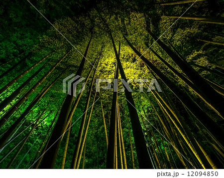 高台寺の竹林ライトアップ 12094850