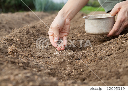 化学肥料 化学肥料 12095319