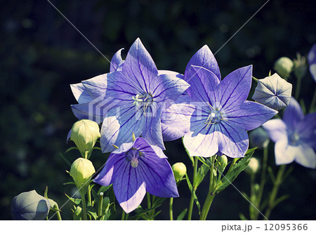 Balloon flowers (Platycodon grandiflorus) 12095366