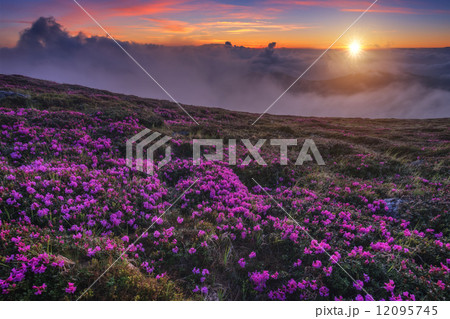 rhododendron 12095745