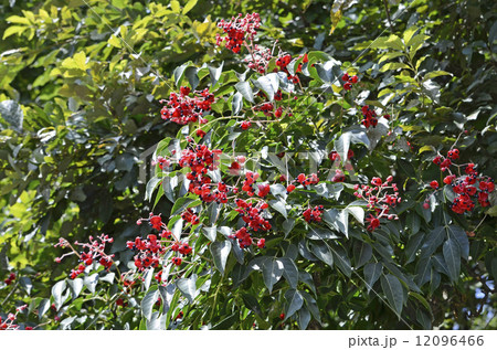 ゴンズイの実と種 12096466