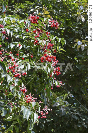 ゴンズイの実と種 ゴンズイの実と種 12096471