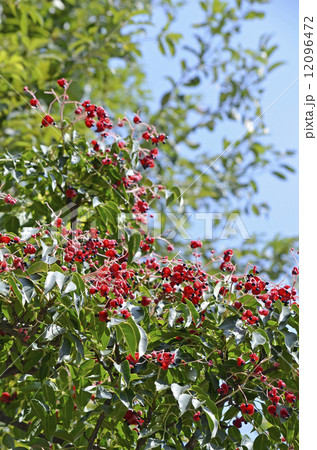 ゴンズイの実と種 12096472