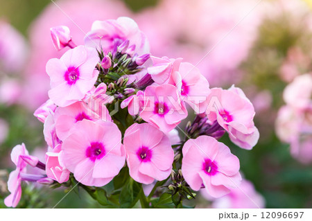 Pink phlox flowers in summer garden, macro photo 12096697