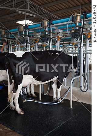 cow being milked in milking facility 12096742