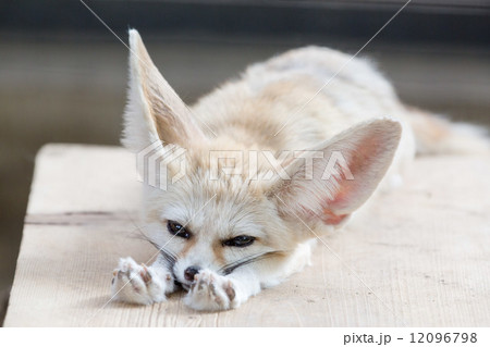 Fennec fox resting in its bed 12096798
