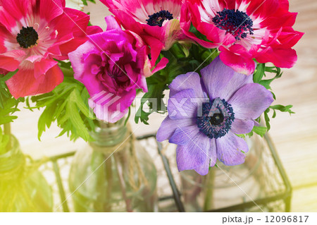 anemone flowers anemone flowers 12096817