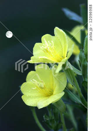 月見草 月見草 12096988