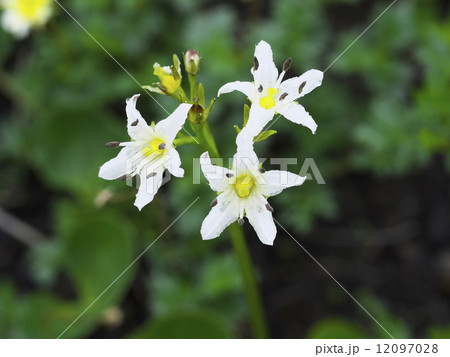 イワイチョウ イワイチョウ 12097028