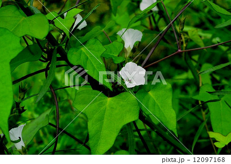 マメアサガオ 12097168