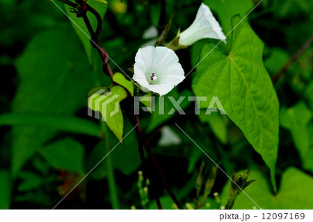 マメアサガオ マメアサガオ 12097169