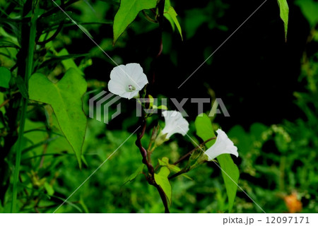 マメアサガオ マメアサガオ 12097171