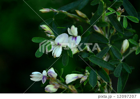 メドハギ 12097207