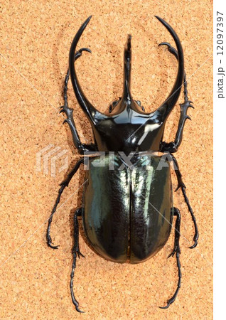 コーカサスオオカブト　コルク背景 12097397