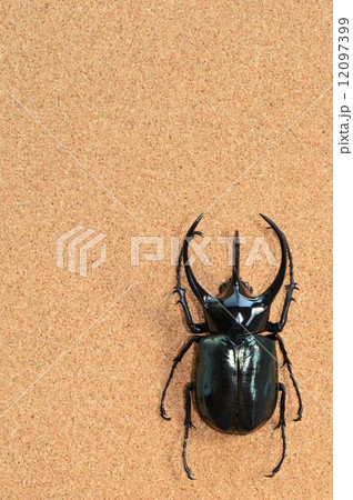 コーカサスオオカブト　コルク背景 12097399