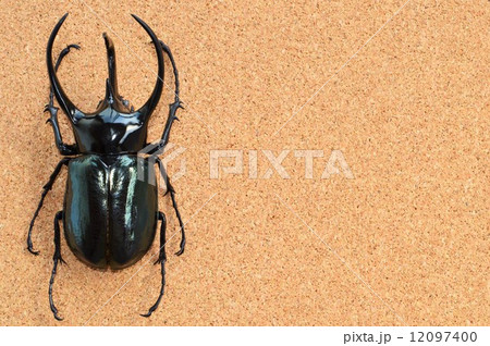 コーカサスオオカブト　コルク背景 12097400