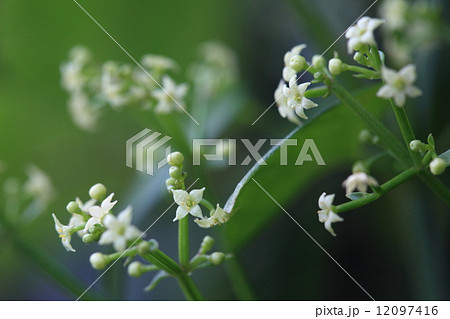 自然 植物 アカネ、花びらは普通5裂でたまに6裂があるようですが4裂も見つけました 自然 植物 アカネ、花びらは普通5裂でたまに6裂があるようですが4裂も見つけました 12097416